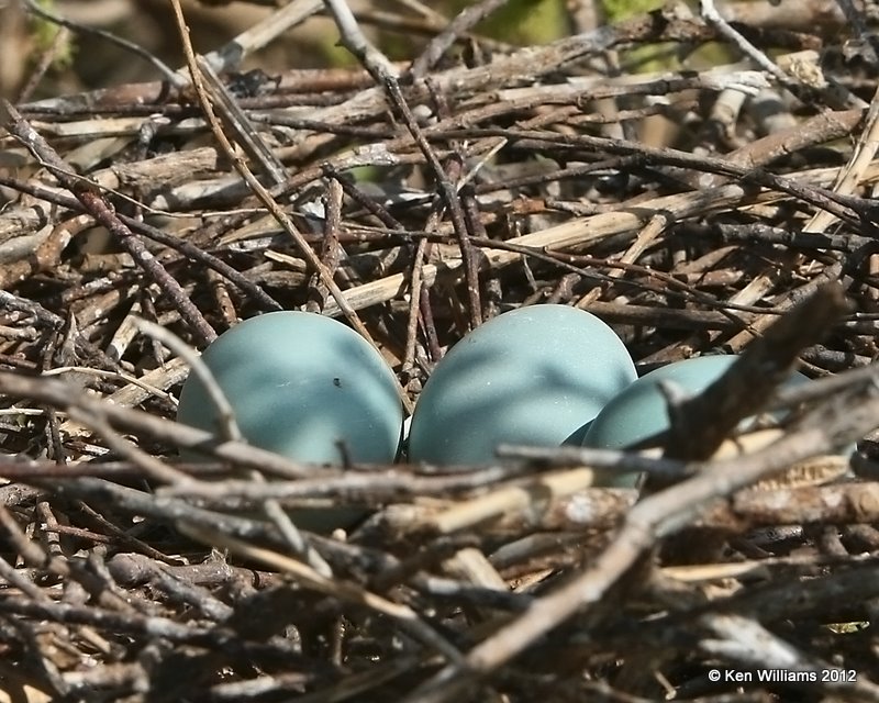 Double-crested Cormorant nest, Kaw Lake, OK, 4-15-10 Ja 9856.jpg