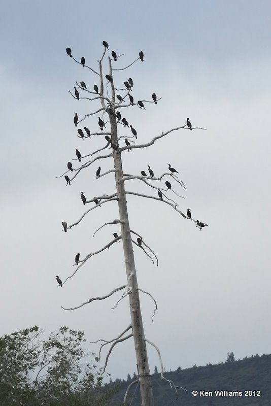 Double-crested Cormorant roost, Klamath Falls, OR, 6-22-10, Ja 2786.jpg