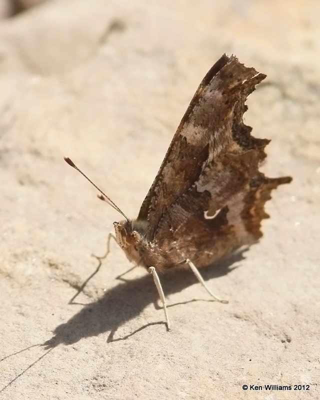 Eastern Comma, Cookson WMA, Cherokee Co, OK, 3-5-12, Ja_8447.jpg