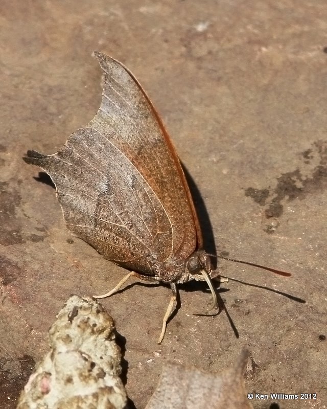 Goatweed Leafwing, Cookson WMA, Cherokee Co, OK, 3-5-12, Ja_8767.jpg