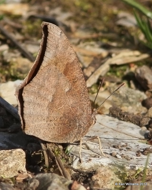 Goatweed Leafwing, Cookson WMA, Cherokee Co, OK, 3-5-12, Ja_8805.jpg