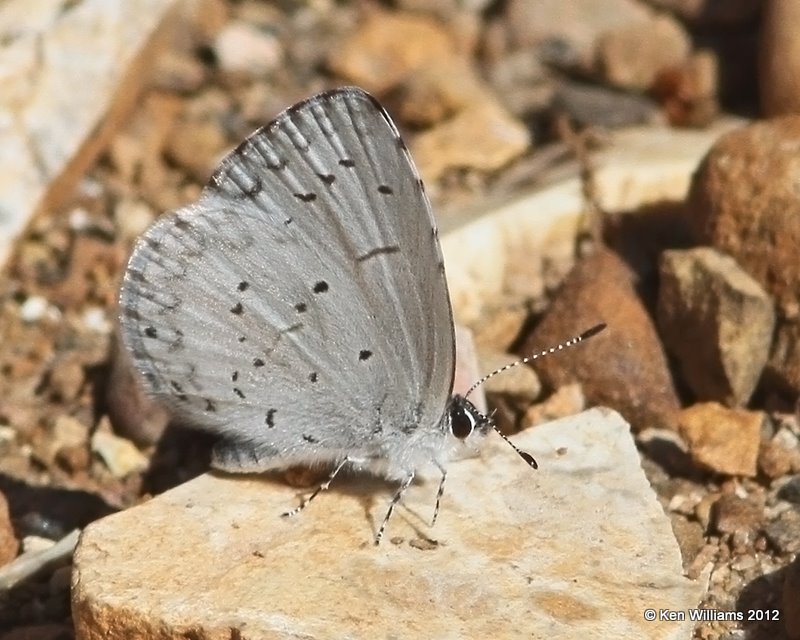 Spring Azure, Cookson WMA, Cherokee Co, OK, 3-5-12, Ja_8578.jpg