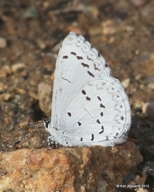 Spring Azure, Cookson WMA, Cherokee Co, OK, 3-5-12, Ja_8800.jpg