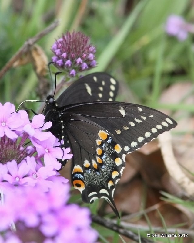 Black Swallowtail, Pushmataha WMA, OK, 3-13-12, Ja_9080.jpg