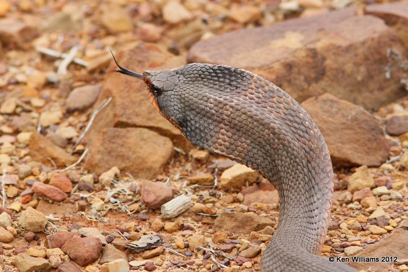 Eastern Hognose Snake - defense display, Pushmataha WMA, OK, 3-13-12, Ja_8951.jpg