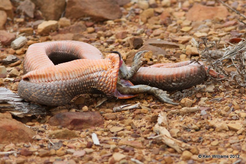 Eastern Hognose Snake - regurgitating Toad, Pushmataha WMA, OK, 3-13-12, Ja_8956.jpg