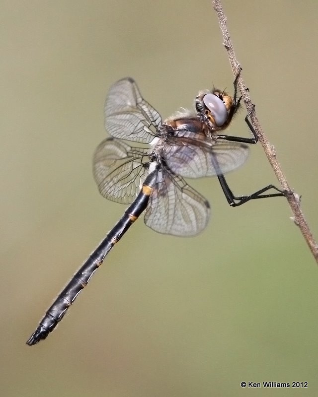 Selys's Sundragon male, McCurtain Co, OK, 3-12-12, Ja_3548.jpg