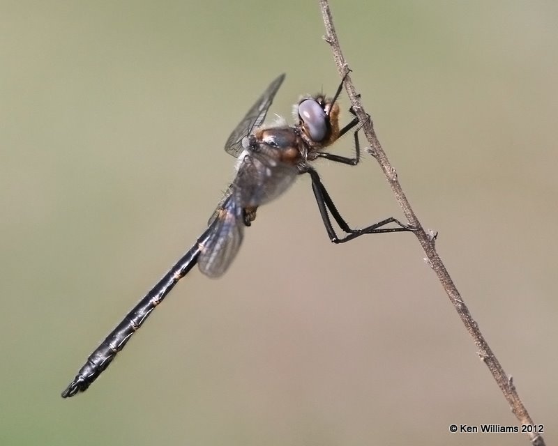 Selys's Sundragon male, McCurtain Co, OK, 3-12-12, Ja_3555.jpg