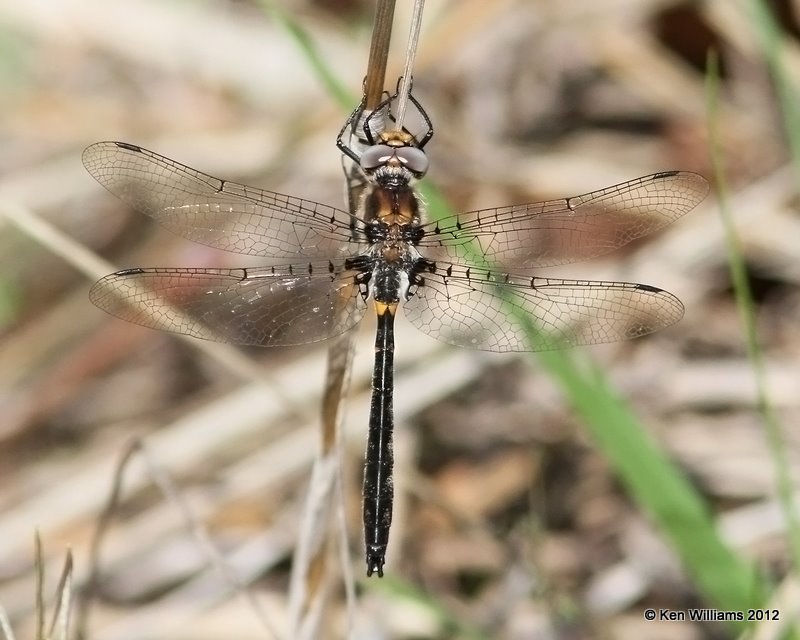 Selys's Sundragon male, McCurtain Co, OK, 3-12-12, Ja_3647.jpg