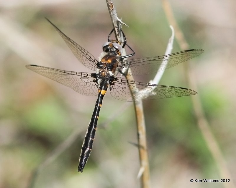 Selys's Sundragon male, McCurtain Co, OK, 3-12-12, Ja_3652.jpg
