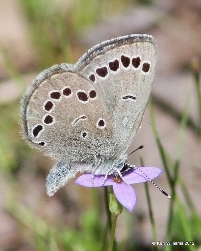 Silvery Blue, McCurtain Co, OK, 3-12-12, Ja_3719.jpg