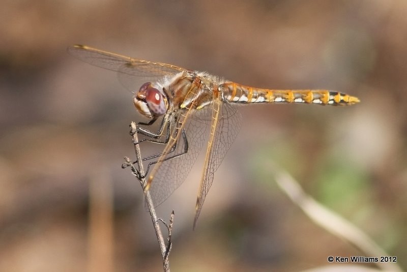 Variegated Meadowhawk female, McCurtain Co, OK, 3-12-12, Ja_3767.jpg