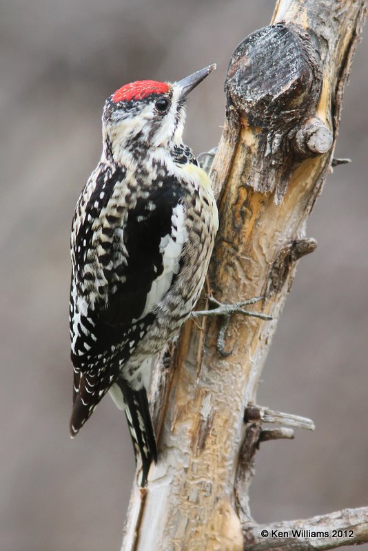 Yellow-bellied Sapsucker male, Owasso yard, Rogers Co, OK, 3-14-12, Ja_9198.jpg