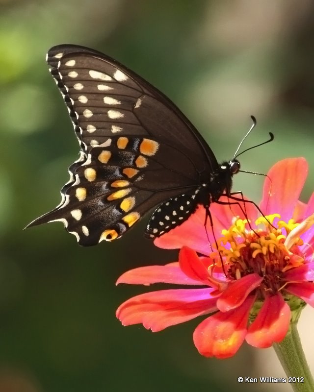 Black Swallowtail, Owasso yard, Rogers Co, OK, 10-1-10, Ja 9406.jpg