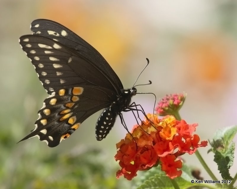 Black Swallowtail, Owasso yard, Rogers Co, OK, 10-1-10, Ja 9423.jpg