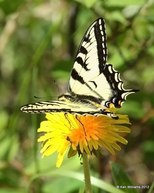 Canadian Tiger Swallowtail, Glacier NP, MT, 6-15-10, Ja 0802.jpg
