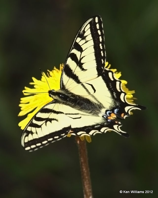 Canadian Tiger Swallowtail, Glacier NP, MT, 6-15-10, Ja 0804.jpg