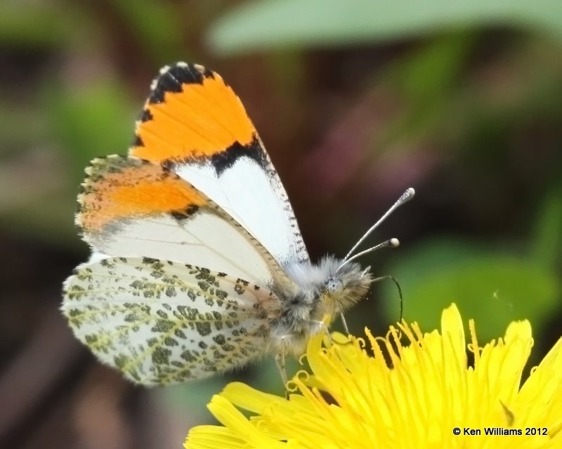 Sara Orangetip, Glacier NP, MT, 6-15-10, Ja 0885.jpg