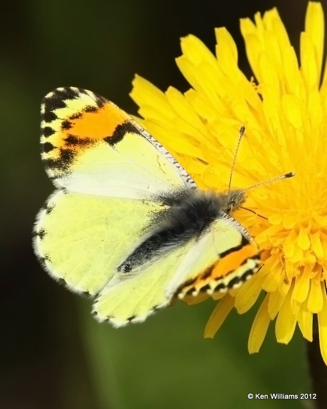 Sara Orangetip, Glacier NP, MT, 6-15-10, Ja 0901.jpg