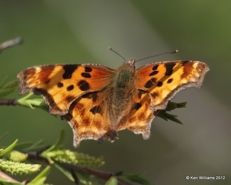 Satyr Comma, Grand Teton NP, WY, 6-8-10, Ja 9274.jpg