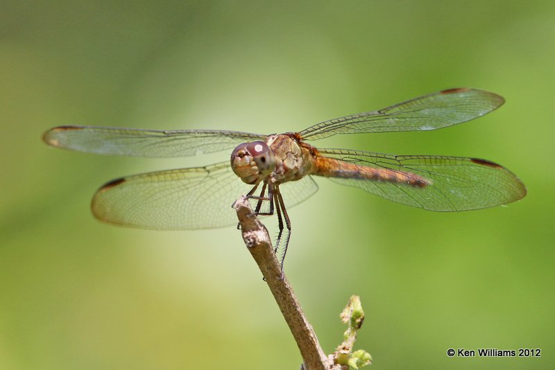 Band-winged Dragonlet - Erythrodiplax umbrata, Frontera Nature Center, Weslaco TX, 4-24-12, Ja_455.jpg