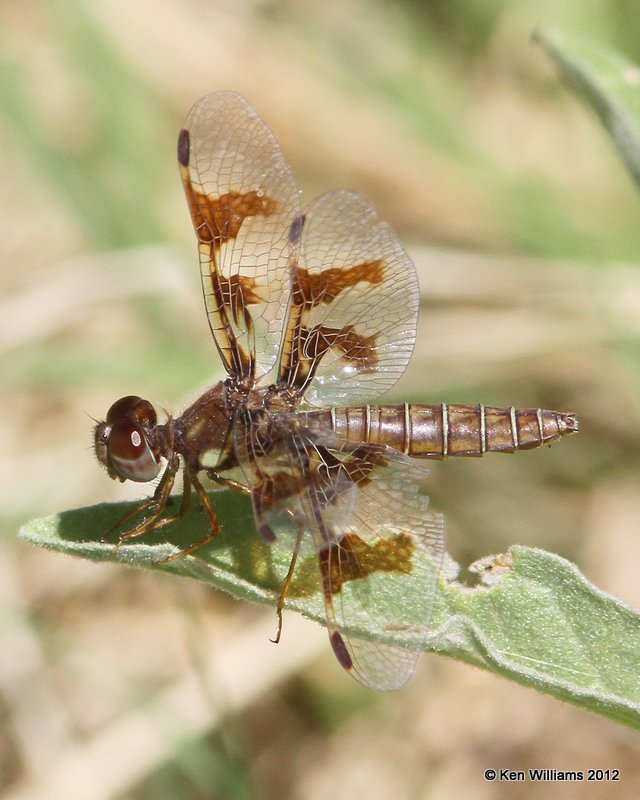 Eastern Amberwing female, Perithemis tenera, male, Zapata, TX, 4-22-12, Ja_8521.jpg