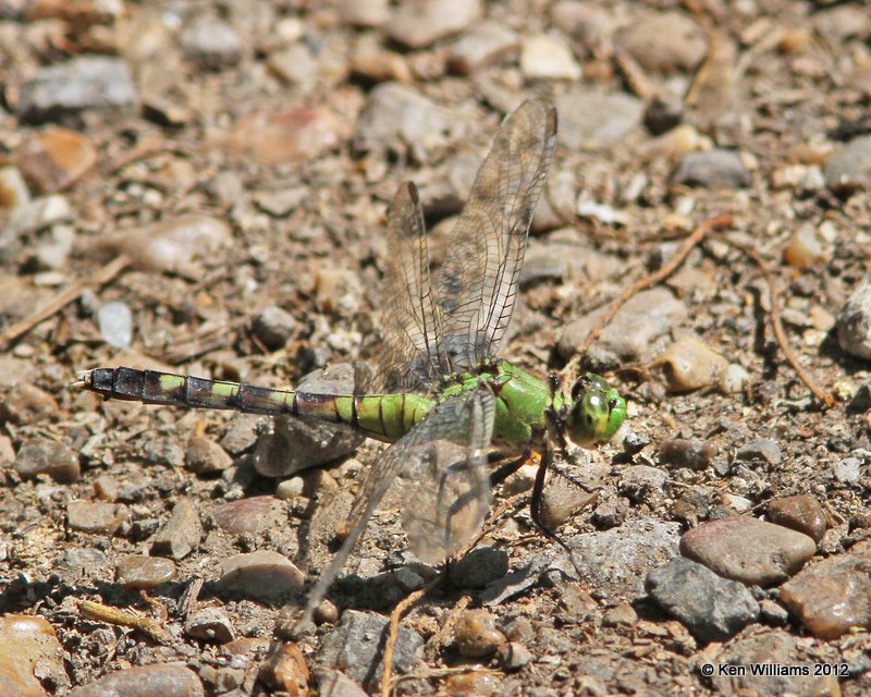 Eastern Pondhawk female - Erythemis simplicicollis, Bentsen SP, TX, 4-23-12, Ja_9474.jpg