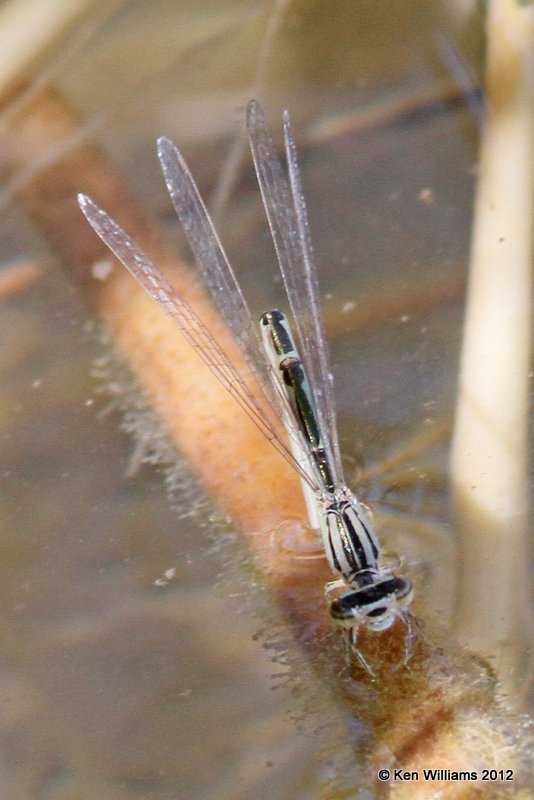 Familiar Bluet female, Balmorhea SP, TX, 4-15-12, Ja_4865.jpg