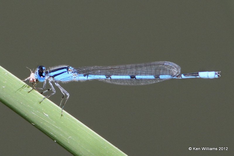 Familiar Bluet male, Zapata, TX, 4-22-12, Ja_8563.jpg