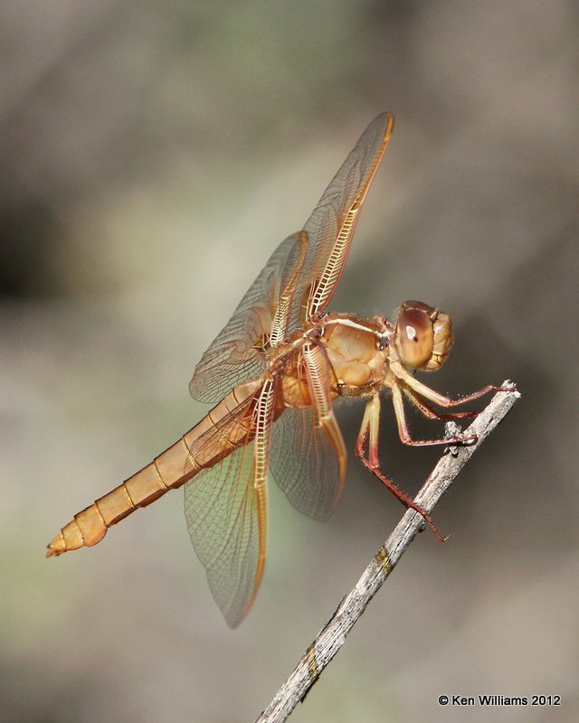 Flame Skimmer female, Big Bend NP, TX, 4-18-12, Ja_6712.jpg