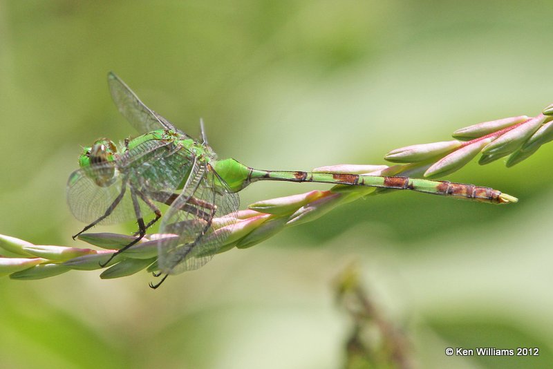 Great Pondhawk male - Erythemis vesiculosa, Frontera Nature Center, Weslaco TX, 4-24-12, Ja_401.jpg