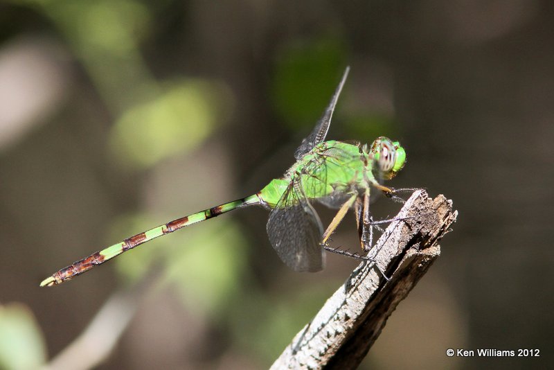 Great Pondhawk male - Erythemis vesiculosa, Sana Ana NWR, TX, 4-25-12, Ja_10532.jpg