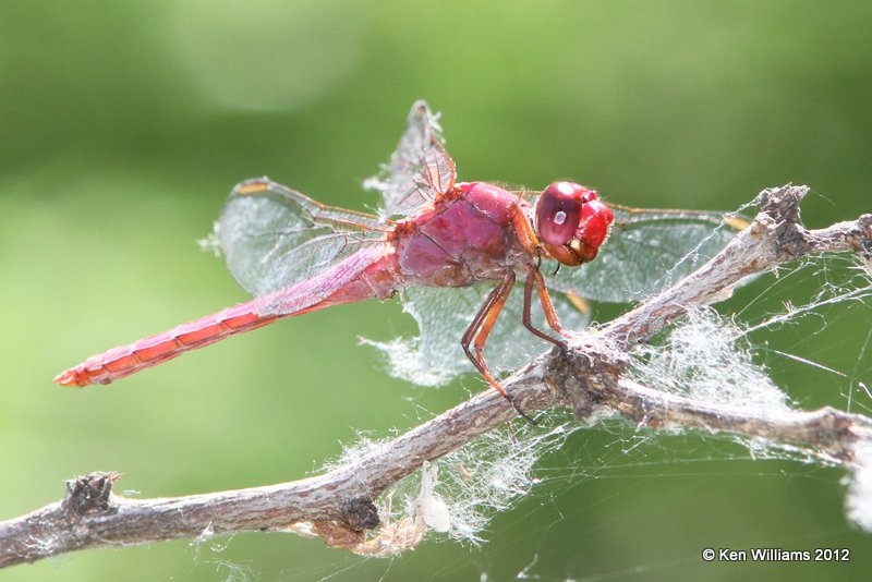 Carmine Skimmer, Orthemis discolor, Edinburg Wetlands, TX, 4-24-12, Ja_806.jpg