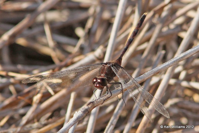 Pin-tailed Pondhawk female, Estero Llano Grande SP, TX, 4-24-12, Ja_160.jpg