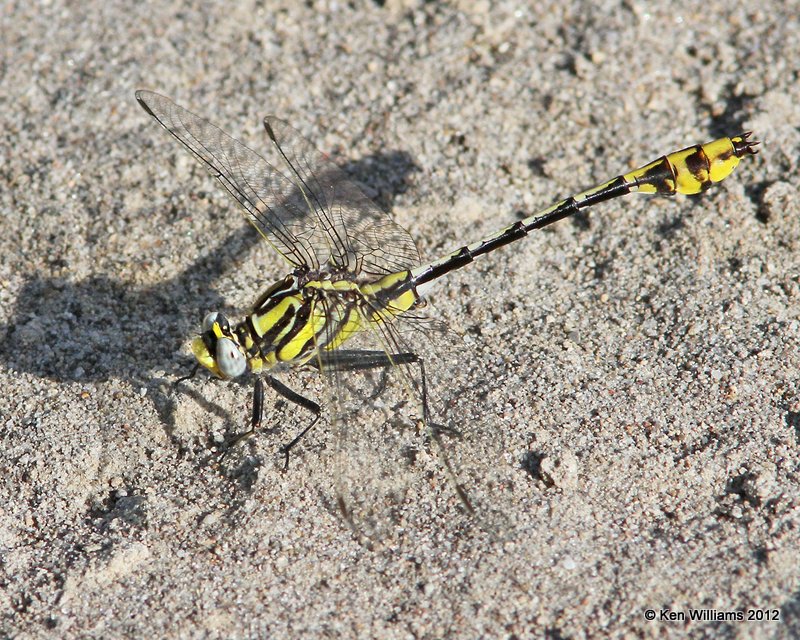 :Plains Clubtail: