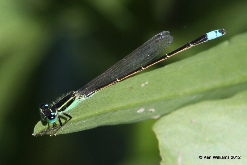 Rambur's Forktail male - Ischnura ramburi, Bentsen SP, TX, 4-23-12, Ja_9446.jpg