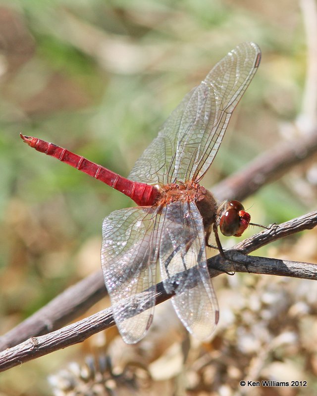 Red-tailed Pennant male, Zapata, TX, 4-22-12, Ja_8487.jpg