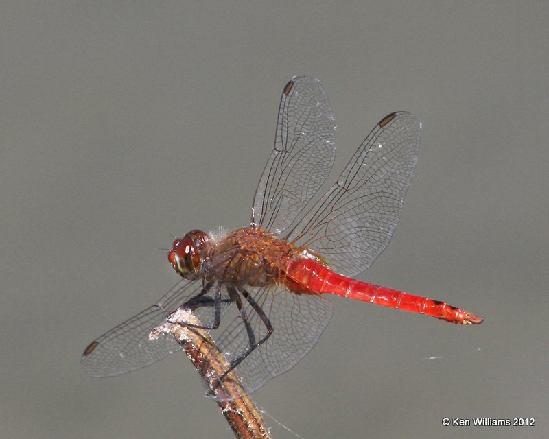Red-tailed Pennant male, Zapata, TX, 4-22-12, Ja_8586.jpg