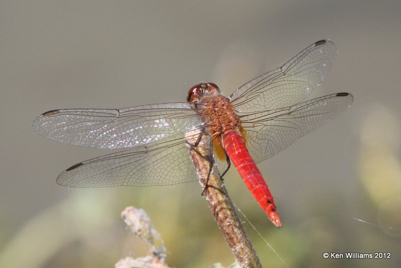 Red-tailed Pennant male, Brachymesia furcata male, Zapata, TX, 4-22-12, Ja_8593.jpg
