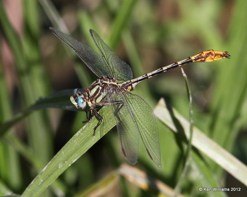 :Sulphur-tipped Clubtail: