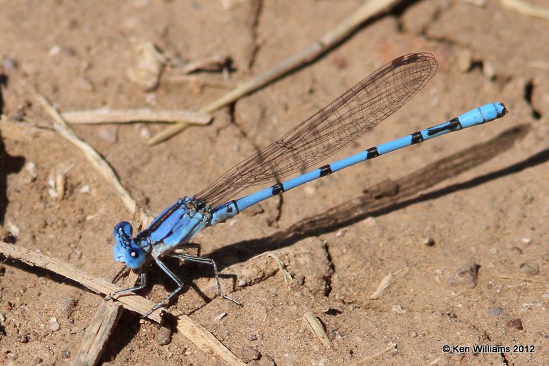 Aztec Dancer male, Balmorhea SP, TX, 4-15-12, Ja_4884.jpg