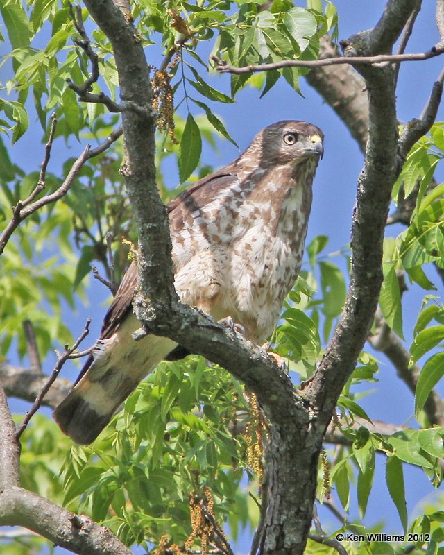Broad-winged Hawk, Nowata Land, OK, 5-14-12, Ja_2269.jpg