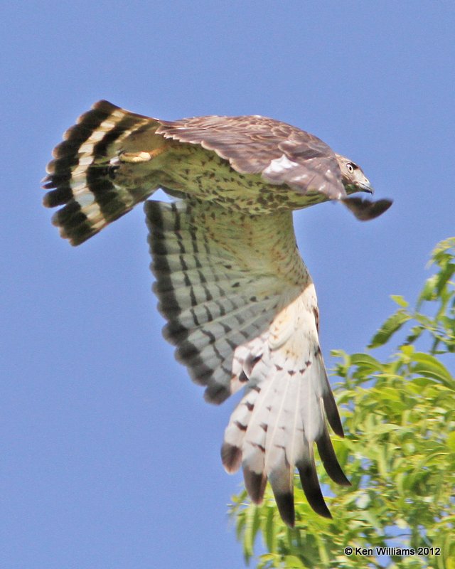 Broad-winged Hawk, Nowata Land, OK, 5-14-12, Ja_2278.jpg