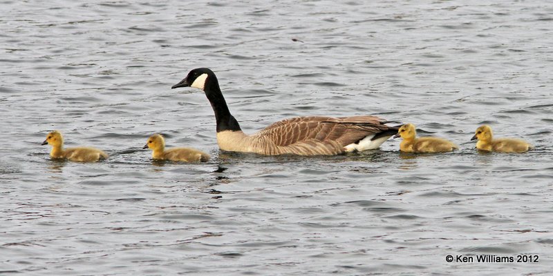 Canada Geese - Common, Wichita Mts NWR, OK, 5-6-12, Ja_0522.jpg