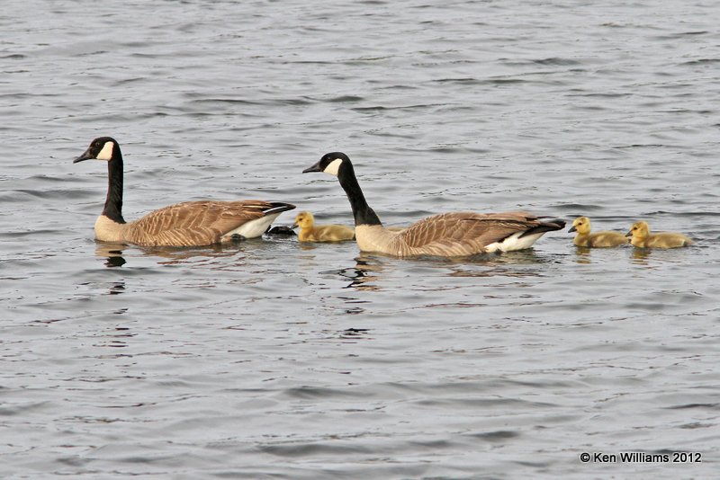 Canada Geese - Common, Wichita Mts NWR, OK, 5-6-12, Ja_0527.jpg