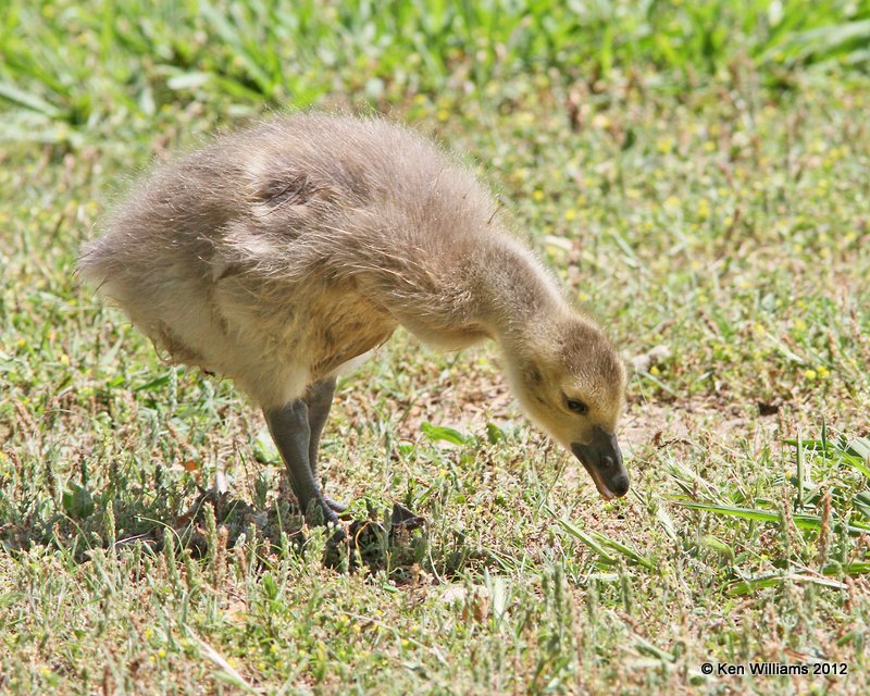 Canada Geese - Common gosling, Stilwell Park, Adair Co, OK, 5-9-12, Ja_1642.jpg