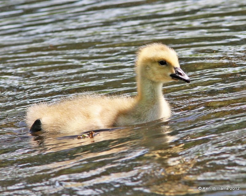 Canada Geese - Common gosling, Stilwell Park, Adair Co, OK, 5-9-12, Ja_1683.jpg