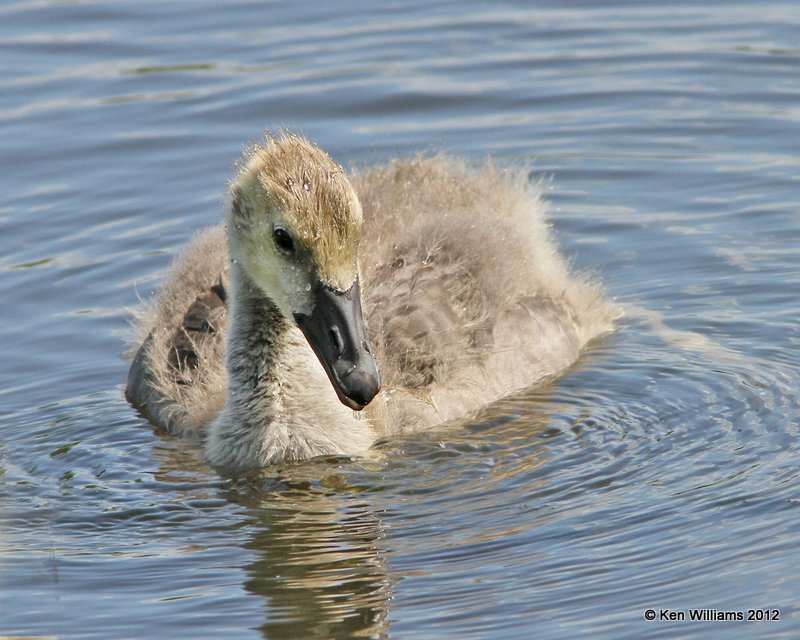 Canada Geese - Common gosling, Stilwell Park, Adair Co, OK, 5-9-12, Ja_1814.jpg