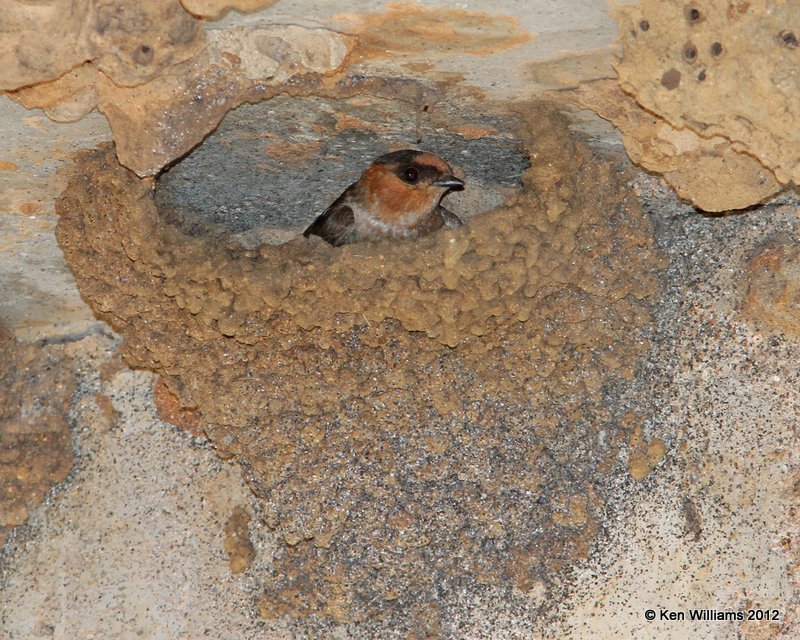 Cave Swallow, Wichita Mts NWR, OK, 5-6-12, Ja_0689.jpg