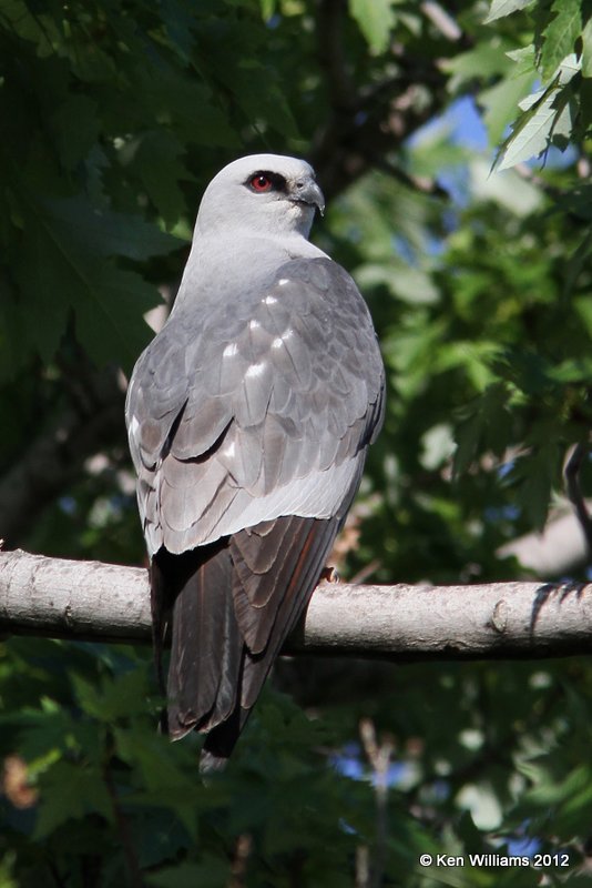 Mississippi Kite, Owasso yard, Rogers Co, OK, 5-16-2012, Ja_2879.jpg